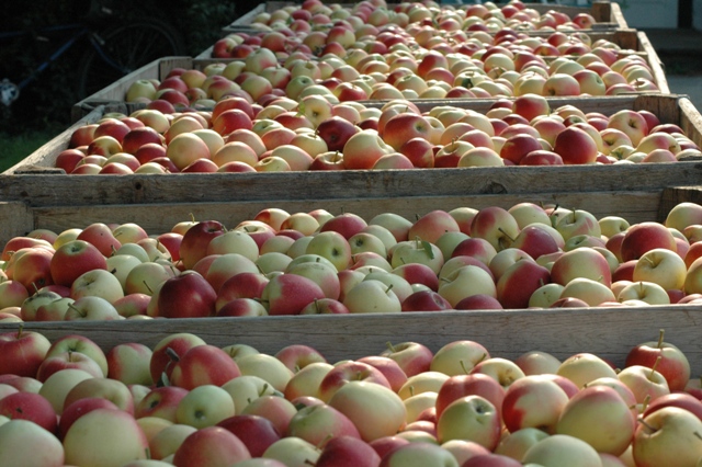 apples